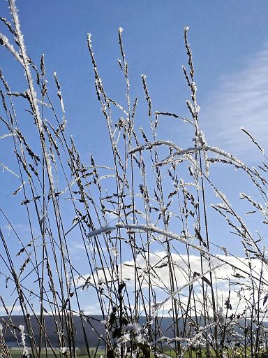 Geschmückte Gräser