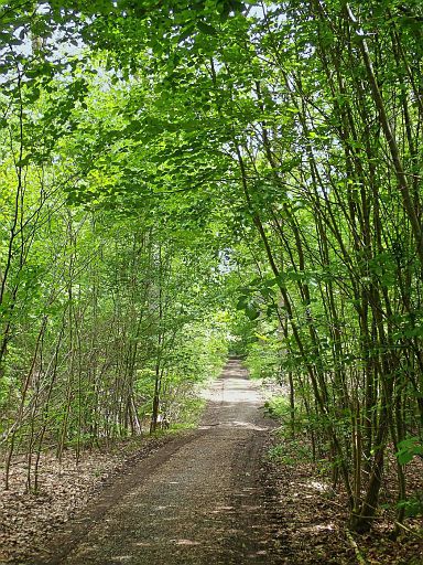 Junger Wald
