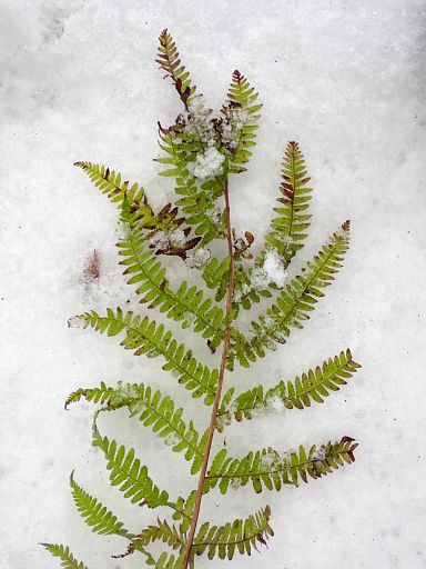 Wintergrün