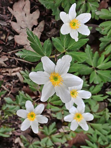 Frühlingssterne