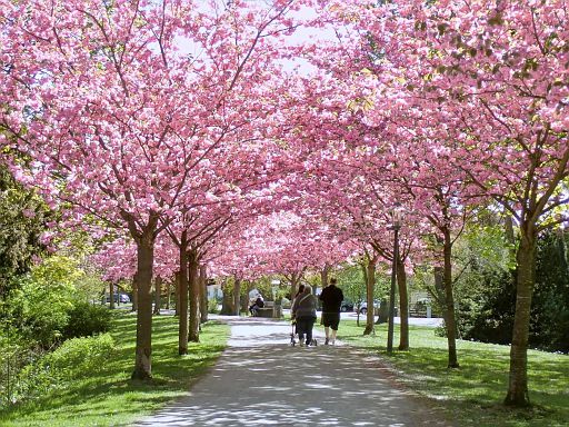 Kirschblüte am Stadtwall