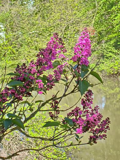 Flieder am Wassergraben