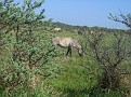 Wild horses in Kennemerland
