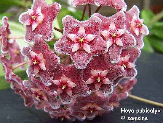 Photo: Hoya pubicalyx `Silver Pink | Hoyas P - R album | Samsine ...