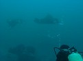 Shelly watching 3 Manta - but vis is crap today 