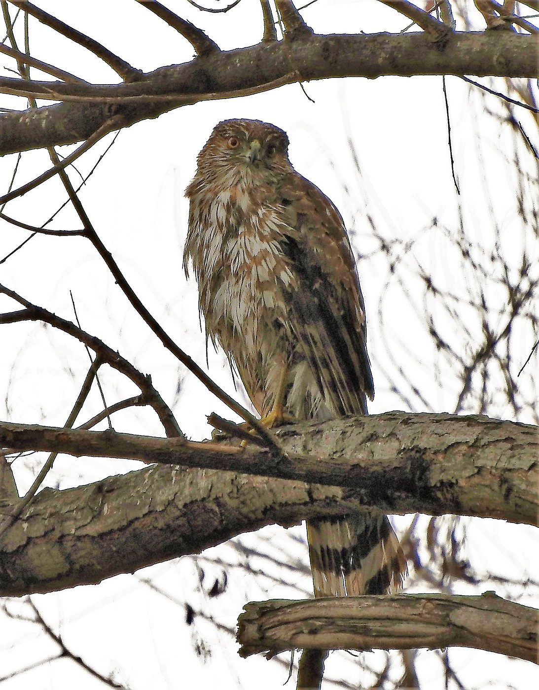 Photo: DSCN3595 | Sepulveda Wildlife Basin February 2019 album | Steve ...