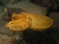 Now the Cuttle Fish is Orange