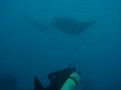 Shelly and 2 Mantas - not great vis today though